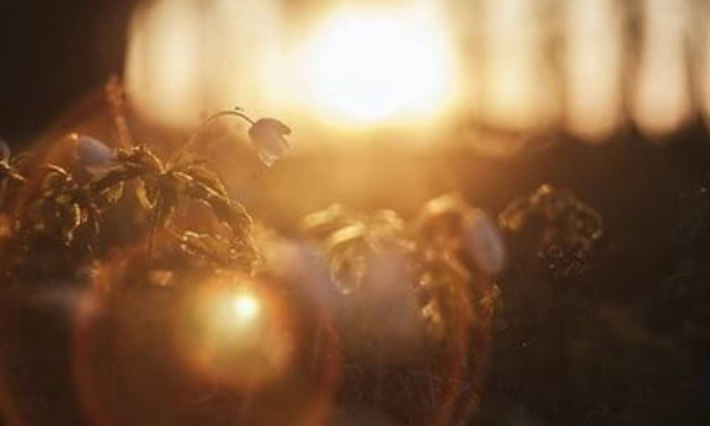 NicNedělání jako Cesta ke Zdroji